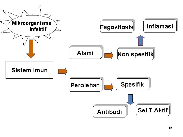 Mikroorganisme infektif Inflamasi Fagositosis Alami Non spesifik Sistem Imun Perolehan Spesifik Antibodi Sel T