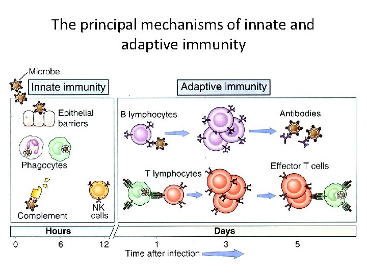 The principal mechanisms of innate and adaptive immunity 