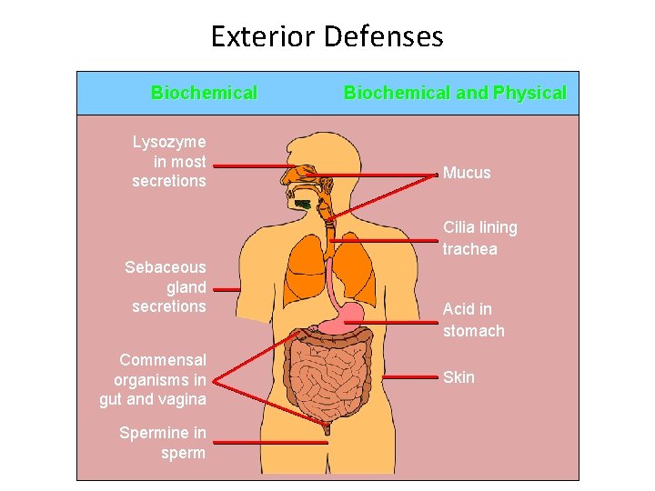 Exterior Defenses Biochemical Lysozyme in most secretions Sebaceous gland secretions Commensal organisms in gut