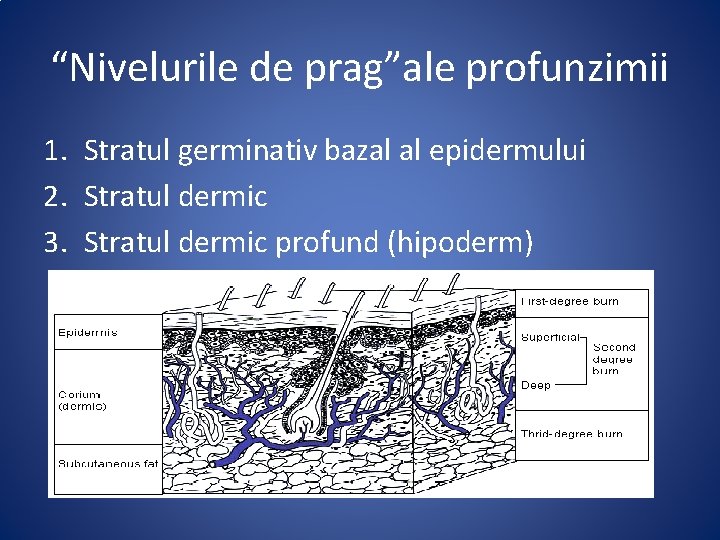 “Nivelurile de prag”ale profunzimii 1. Stratul germinativ bazal al epidermului 2. Stratul dermic 3.