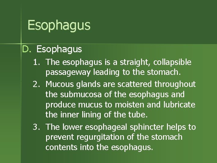 Esophagus D. Esophagus 1. The esophagus is a straight, collapsible passageway leading to the