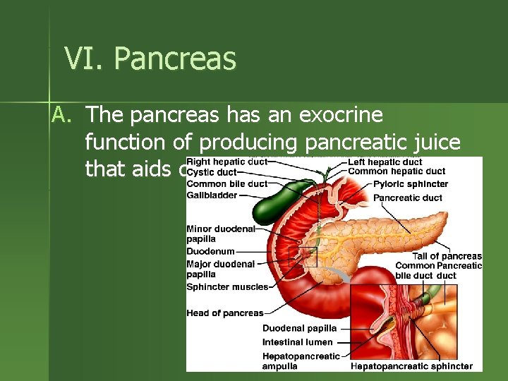 VI. Pancreas A. The pancreas has an exocrine function of producing pancreatic juice that