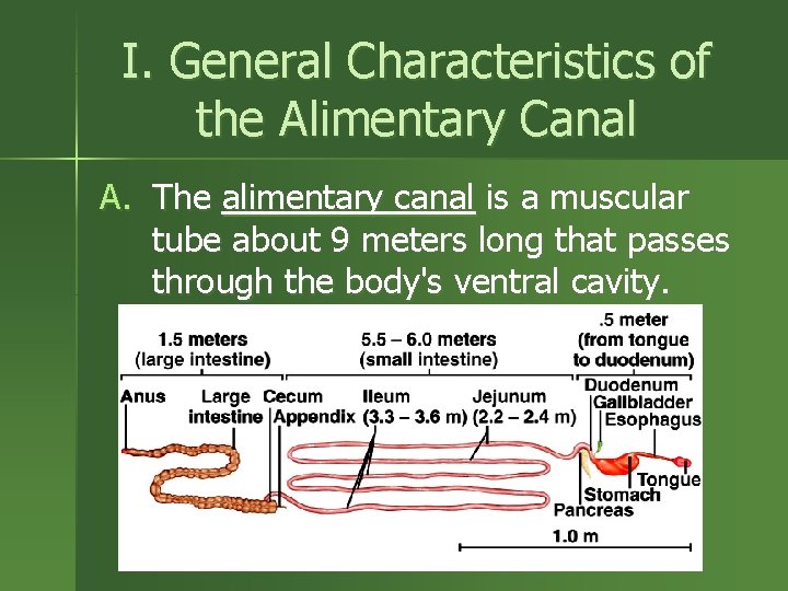 I. General Characteristics of the Alimentary Canal A. The alimentary canal is a muscular