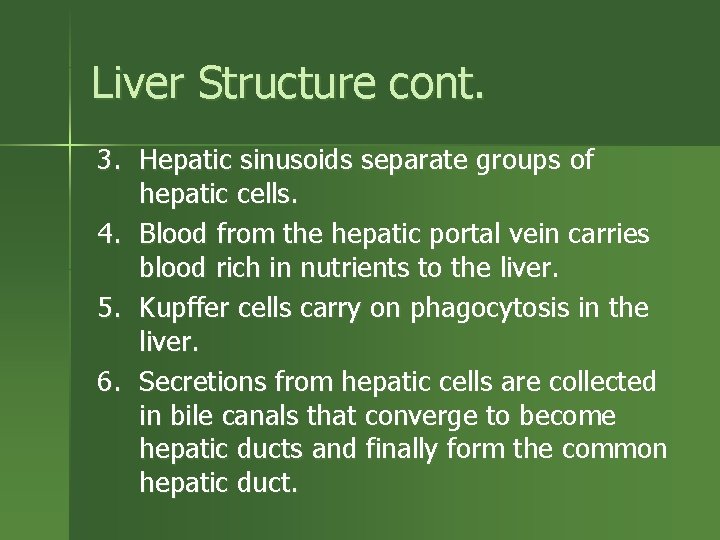 Liver Structure cont. 3. Hepatic sinusoids separate groups of hepatic cells. 4. Blood from