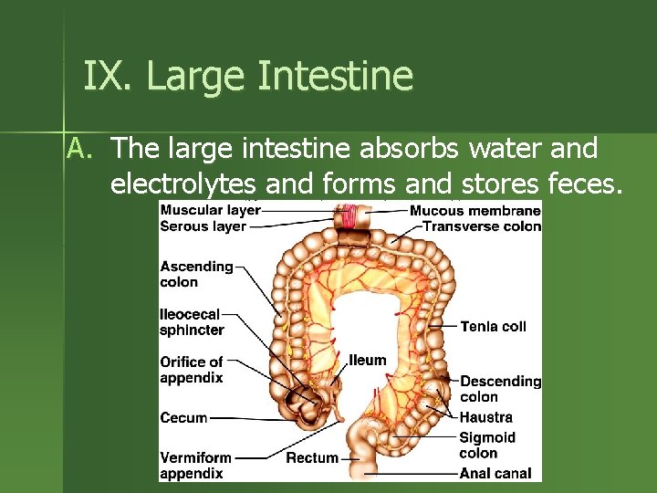 IX. Large Intestine A. The large intestine absorbs water and electrolytes and forms and