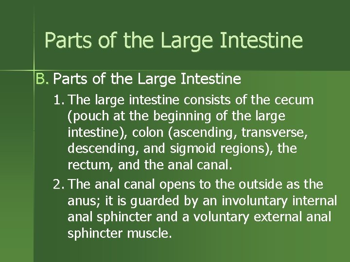 Parts of the Large Intestine B. Parts of the Large Intestine 1. The large