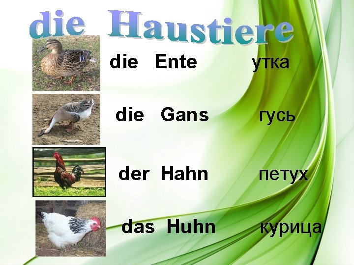 die Ente утка die Gans гусь der Hahn петух das Huhn курица 