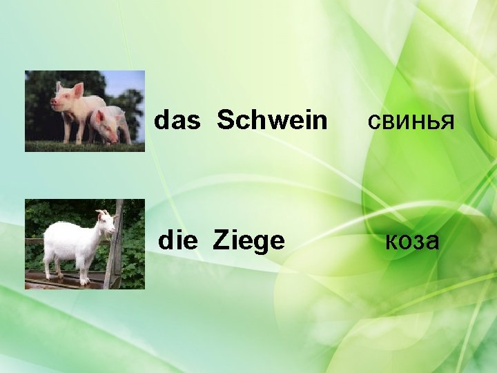 das Schwein die Ziege свинья коза 