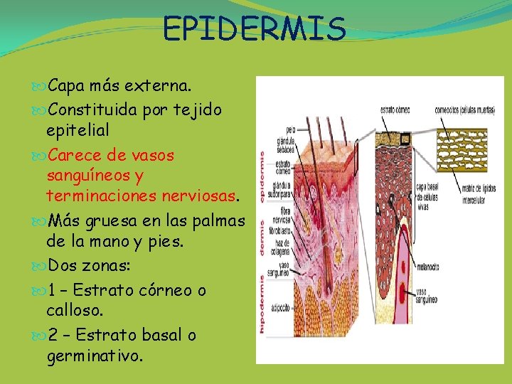 EPIDERMIS Capa más externa. Constituida por tejido epitelial Carece de vasos sanguíneos y terminaciones