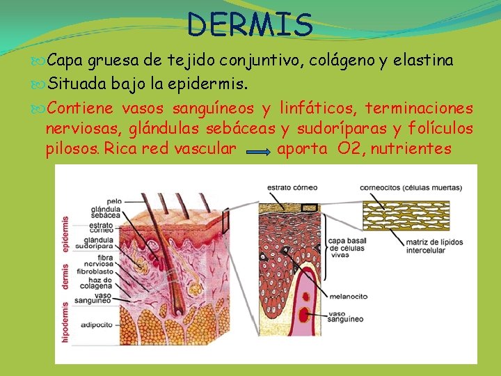 DERMIS Capa gruesa de tejido conjuntivo, colágeno y elastina Situada bajo la epidermis. Contiene