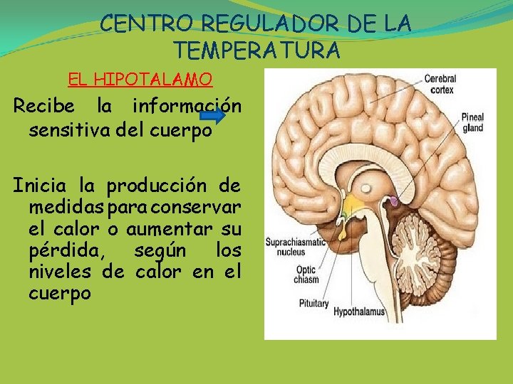 CENTRO REGULADOR DE LA TEMPERATURA EL HIPOTALAMO Recibe la información sensitiva del cuerpo Inicia