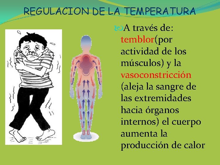 REGULACION DE LA TEMPERATURA A través de: temblor(por actividad de los músculos) y la