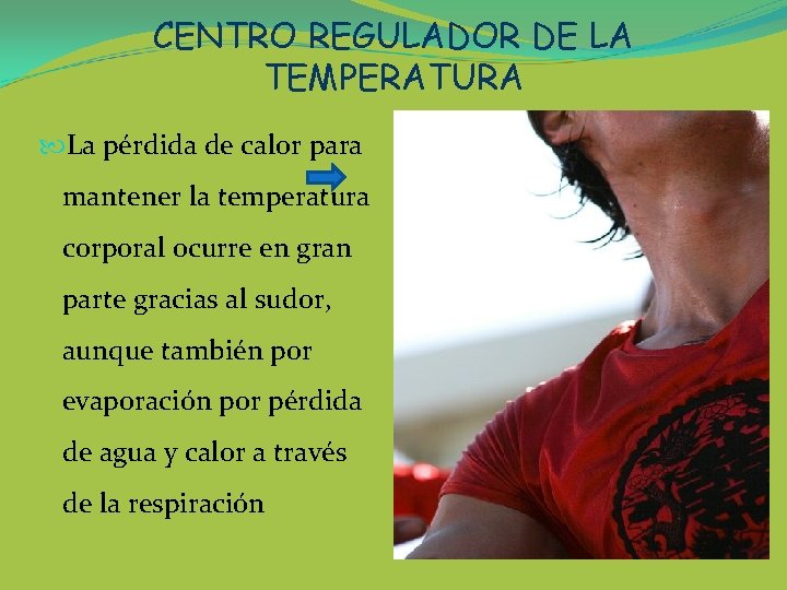 CENTRO REGULADOR DE LA TEMPERATURA La pérdida de calor para mantener la temperatura corporal