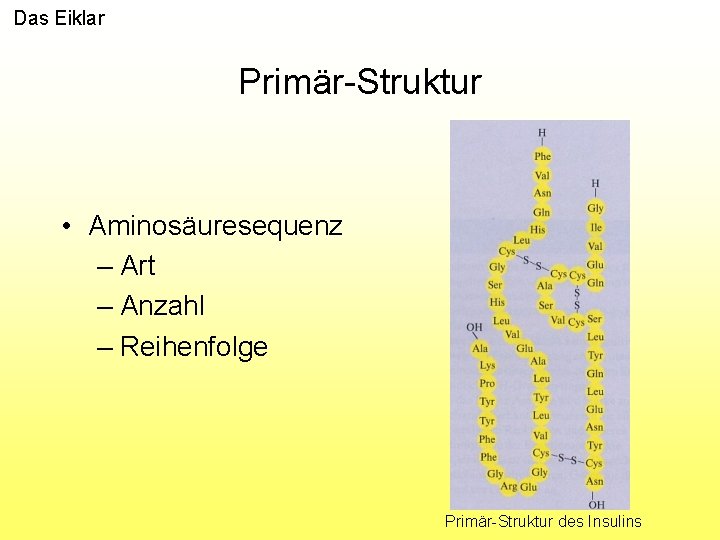 Das Eiklar Primär-Struktur • Aminosäuresequenz – Art – Anzahl – Reihenfolge Primär-Struktur des Insulins