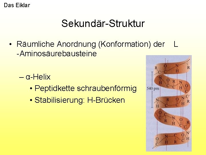 Das Eiklar Sekundär-Struktur • Räumliche Anordnung (Konformation) der -Aminosäurebausteine – α-Helix • Peptidkette schraubenförmig