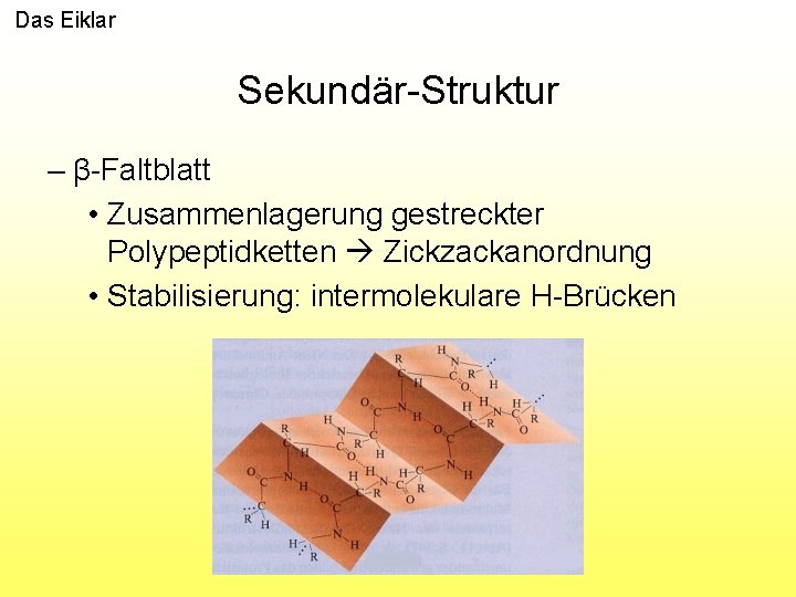 Das Eiklar Sekundär-Struktur – β-Faltblatt • Zusammenlagerung gestreckter Polypeptidketten Zickzackanordnung • Stabilisierung: intermolekulare H-Brücken