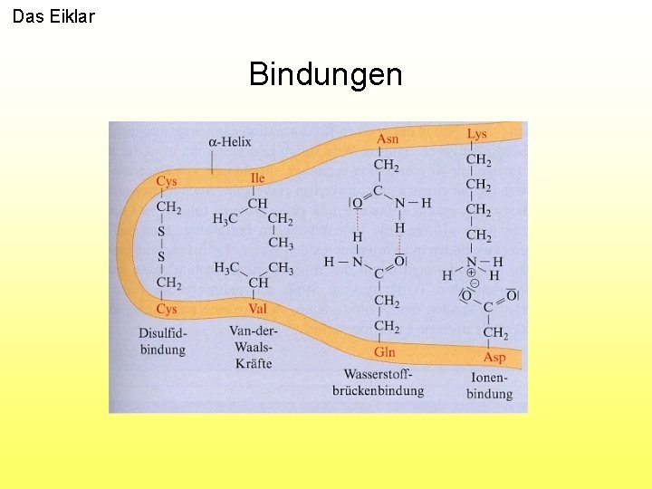 Das Eiklar Bindungen 