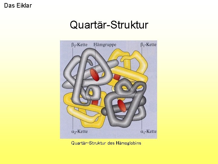 Das Eiklar Quartär-Struktur des Hämoglobins 