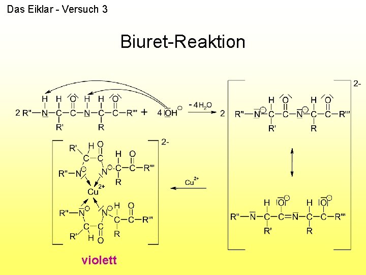 Das Eiklar - Versuch 3 Biuret-Reaktion violett 