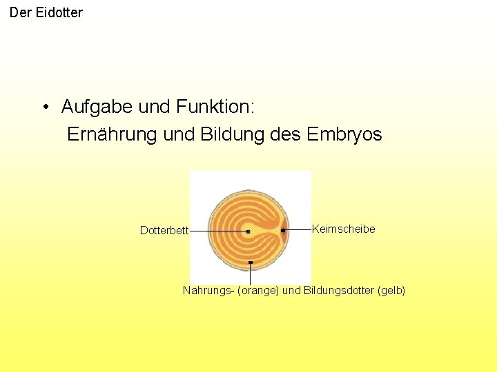 Der Eidotter • Aufgabe und Funktion: Ernährung und Bildung des Embryos Dotterbett Keimscheibe Nahrungs-