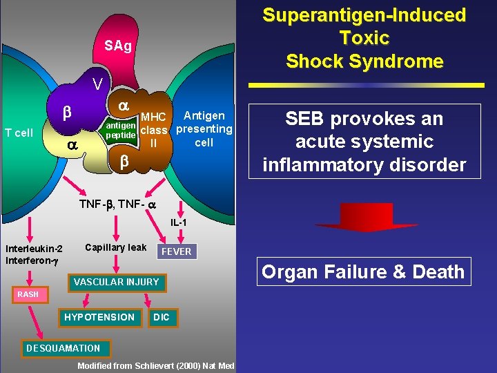 Superantigen-Induced Toxic Shock Syndrome SAg V T cell antigen peptide Antigen MHC class presenting