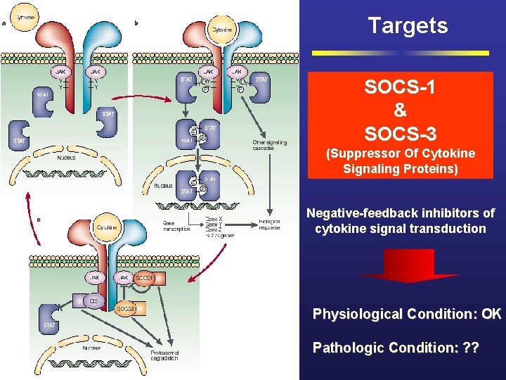 Targets SOCS-1 & SOCS-3 (Suppressor Of Cytokine Signaling Proteins) Negative-feedback inhibitors of cytokine signal