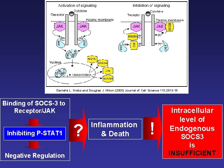 Danielle L. Krebs and Douglas J. Hilton (2000) Journal of Cell Science 113: 2813