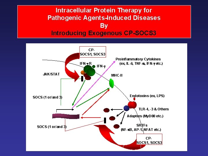 Intracellular Protein Therapy for Pathogenic Agents-Induced Diseases By Introducing Exogenous CP-SOCS 3 CPSOCS 1,