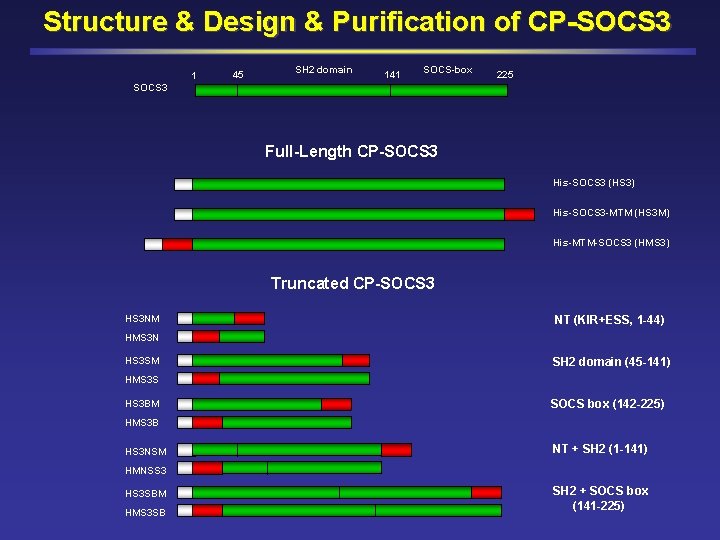 Structure & Design & Purification of CP-SOCS 3 1 45 SH 2 domain 141