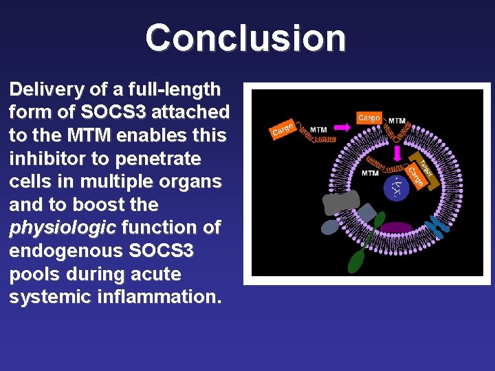 Conclusion Delivery of a full-length form of SOCS 3 attached to the MTM enables