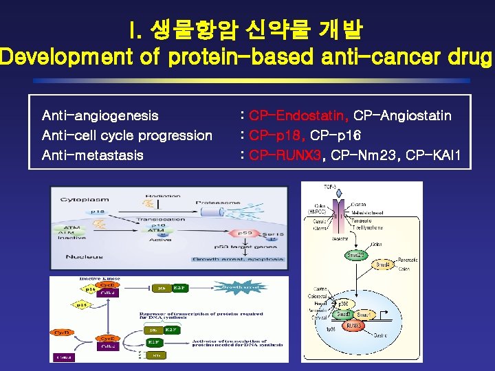 I. 생물항암 신약물 개발 Development of protein-based anti-cancer drug Anti-angiogenesis Anti-cell cycle progression Anti-metastasis
