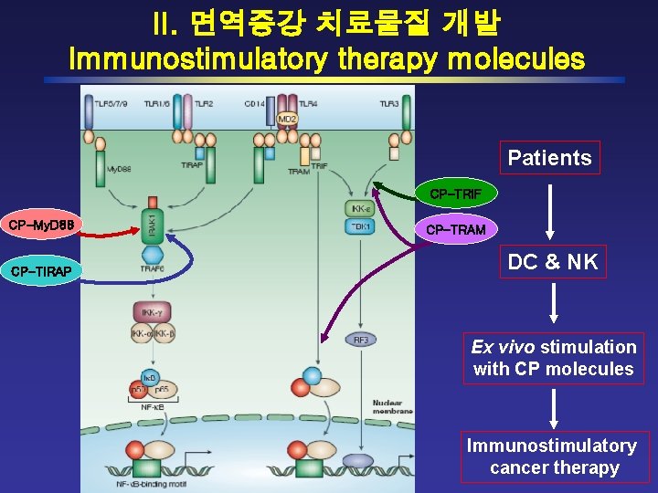 II. 면역증강 치료물질 개발 Immunostimulatory therapy molecules Patients CP-TRIF CP-My. D 88 CP-TIRAP CP-TRAM
