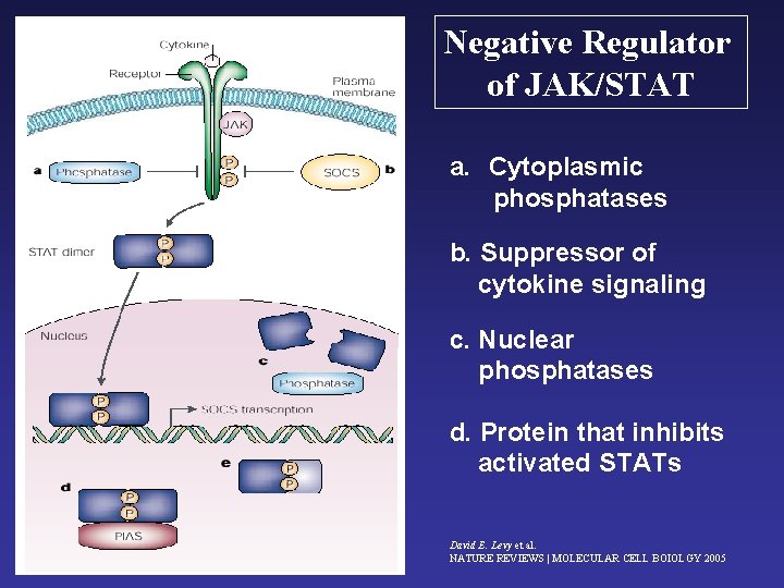 Negative Regulator of JAK/STAT a. Cytoplasmic phosphatases b. Suppressor of cytokine signaling c. Nuclear
