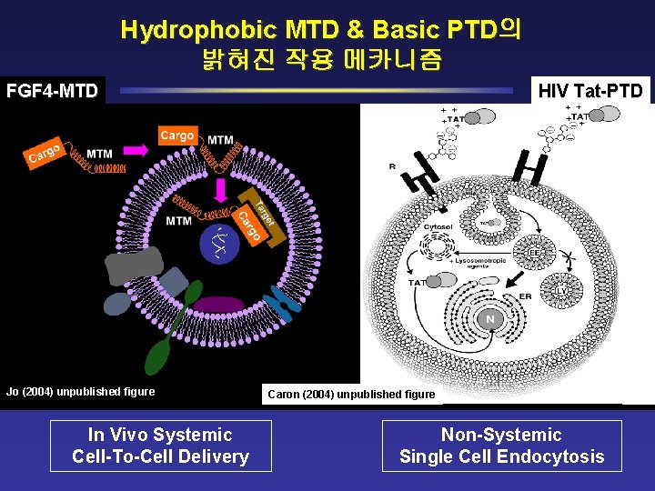 Hydrophobic MTD & Basic PTD의 밝혀진 작용 메카니즘 FGF 4 -MTD Jo (2004) unpublished