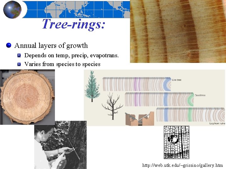 Tree-rings: Annual layers of growth Depends on temp, precip, evapotrans. Varies from species to
