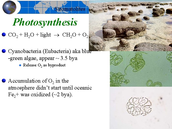 Stromatolites Photosynthesis CO 2 + H 2 O + light CH 2 O +