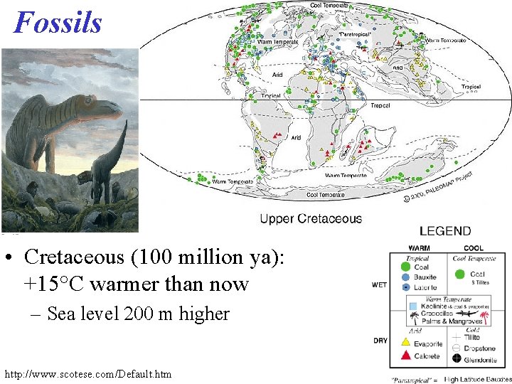 Fossils • Cretaceous (100 million ya): +15°C warmer than now – Sea level 200