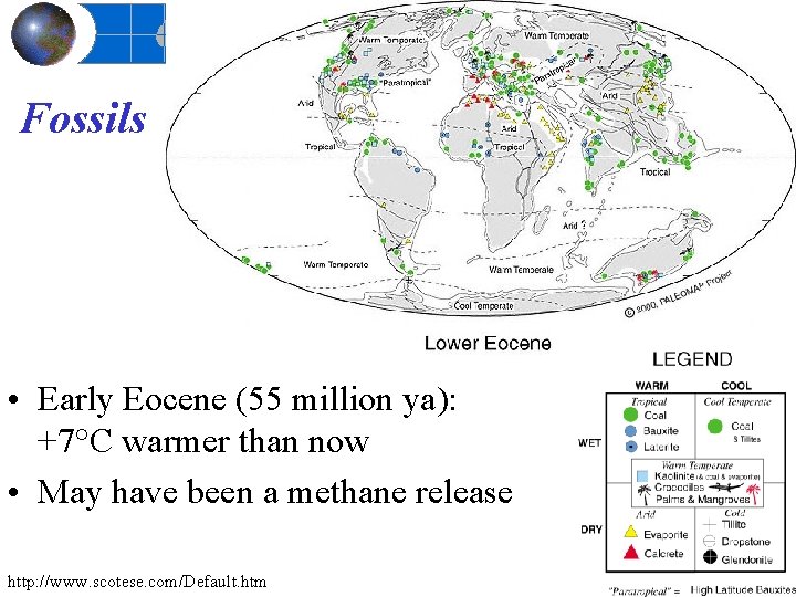 Fossils • Early Eocene (55 million ya): +7°C warmer than now • May have