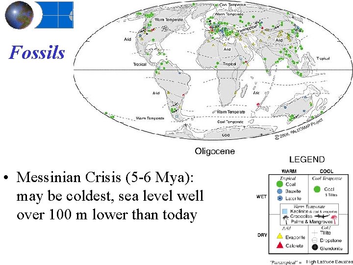 Fossils • Messinian Crisis (5 -6 Mya): may be coldest, sea level well over