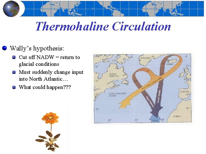 Thermohaline Circulation Wally’s hypothesis: Cut off NADW = return to glacial conditions Must suddenly