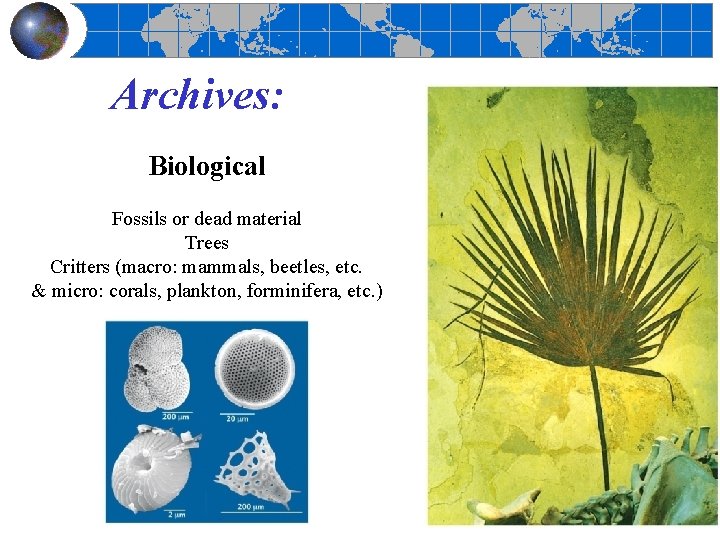 Archives: Biological Fossils or dead material Trees Critters (macro: mammals, beetles, etc. & micro: