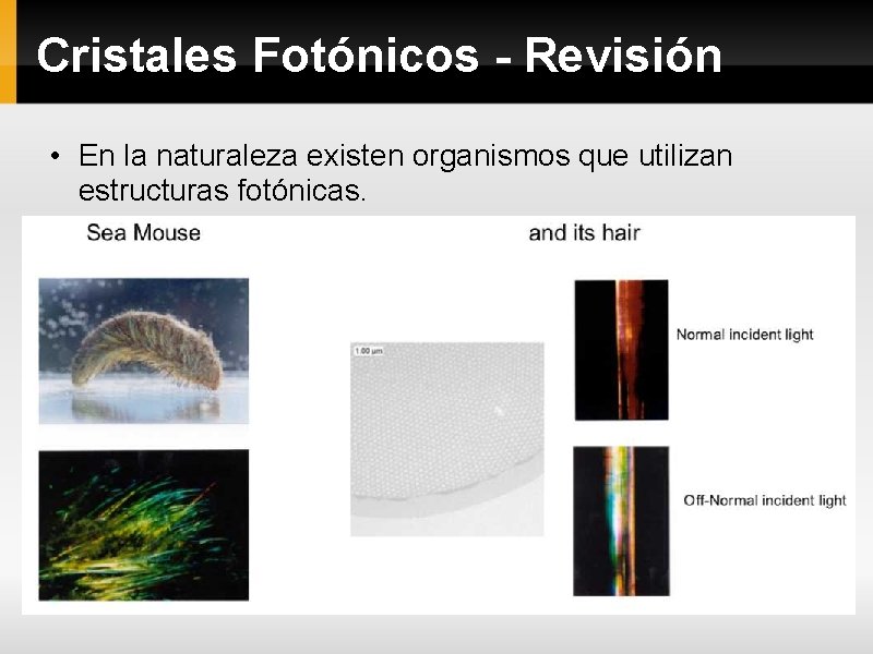 Cristales Fotónicos - Revisión • En la naturaleza existen organismos que utilizan estructuras fotónicas.
