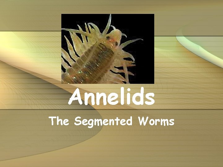 Annelids The Segmented Worms 