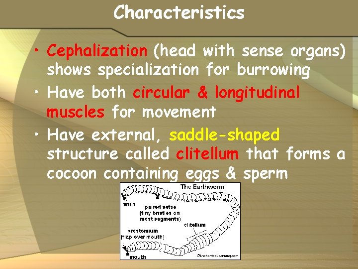 Characteristics • Cephalization (head with sense organs) shows specialization for burrowing • Have both