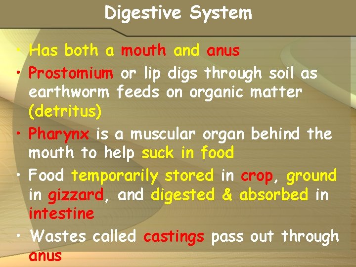 Digestive System • Has both a mouth and anus • Prostomium or lip digs