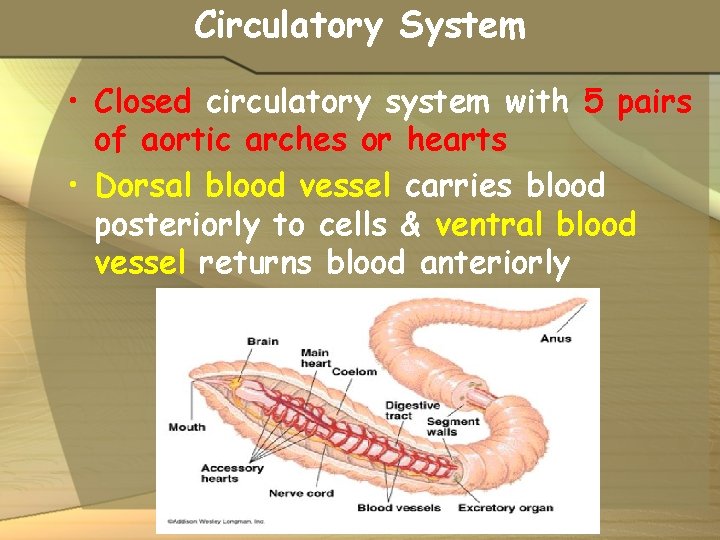 Circulatory System • Closed circulatory system with 5 pairs of aortic arches or hearts