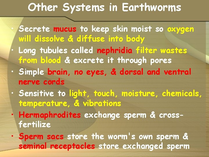 Other Systems in Earthworms • Secrete mucus to keep skin moist so oxygen will