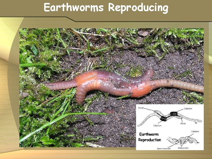 Earthworms Reproducing 