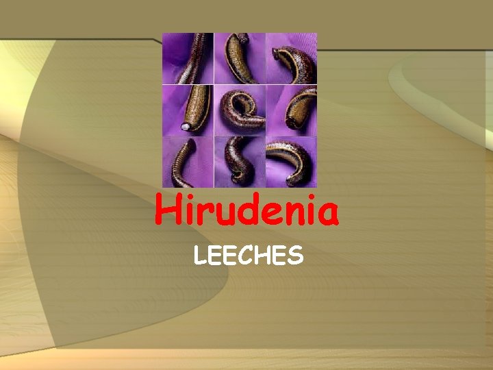 Hirudenia LEECHES 
