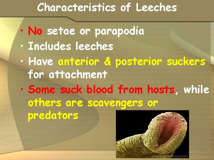 Characteristics of Leeches • No setae or parapodia • Includes leeches • Have anterior